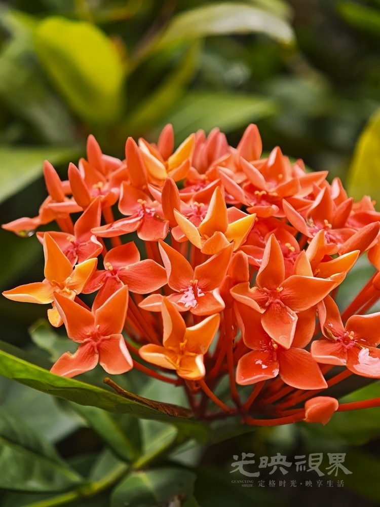 龙船花011000.jpg