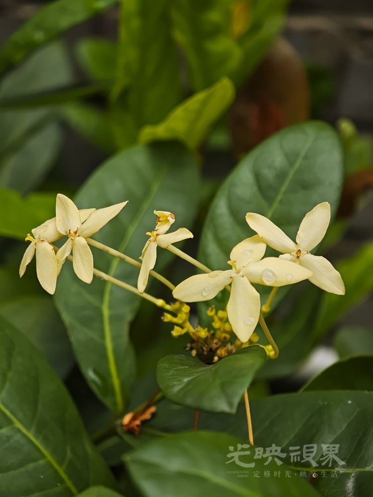 龙船花041000.jpg