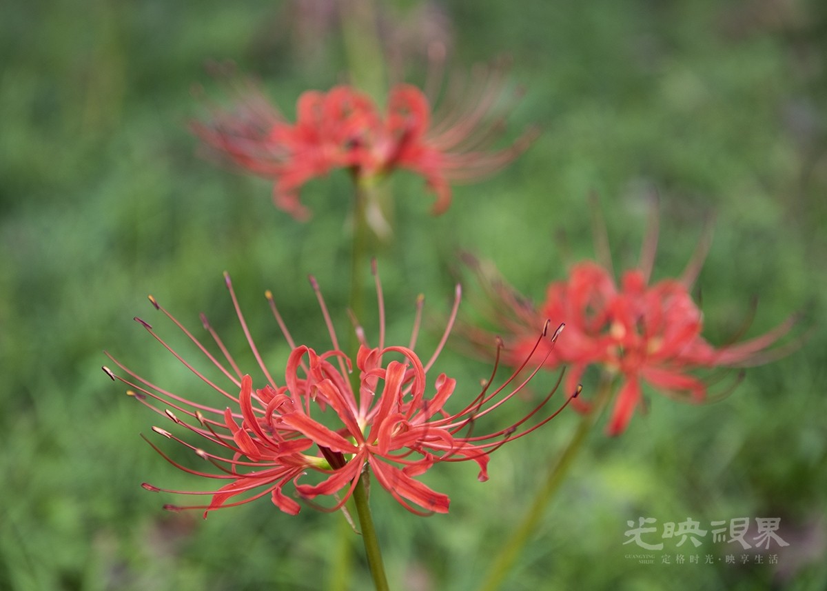 彼岸花061200.jpg