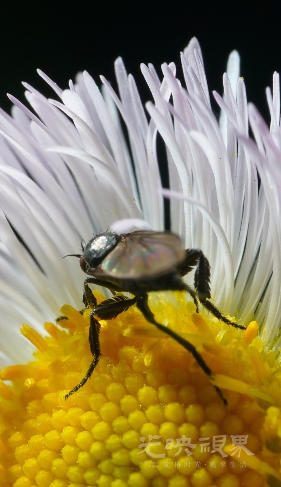 DXA09052.jpg