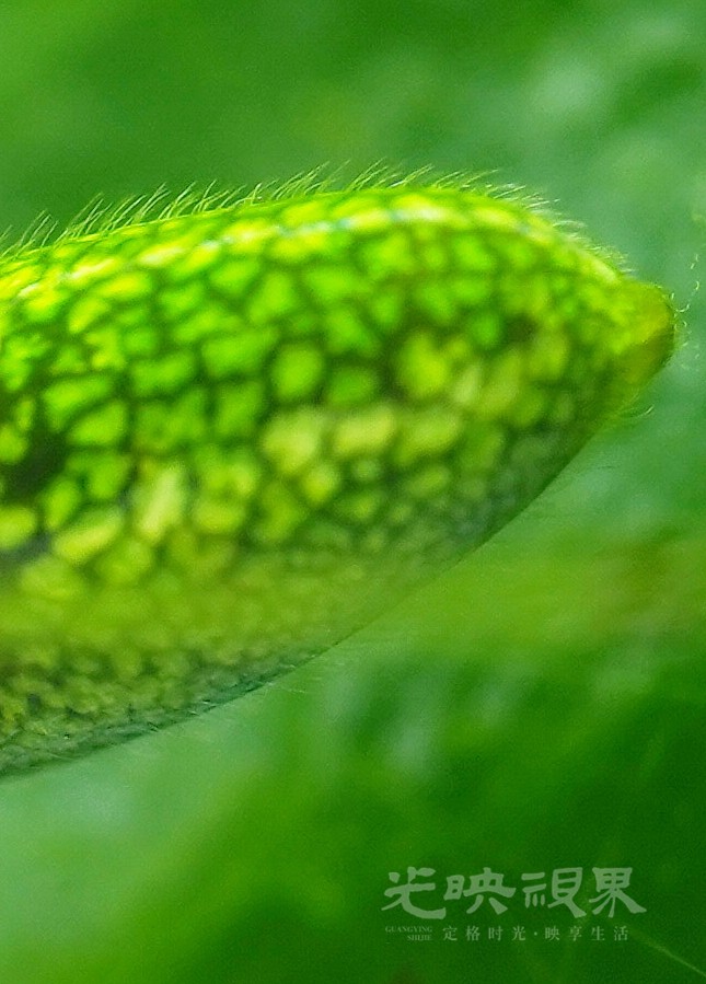 DXA08978.JPG