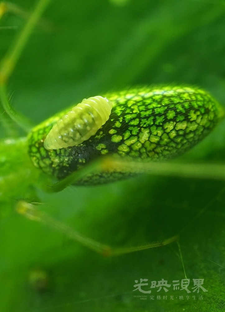 DXA08987.JPG