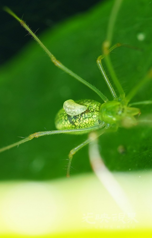 DXA08988.JPG