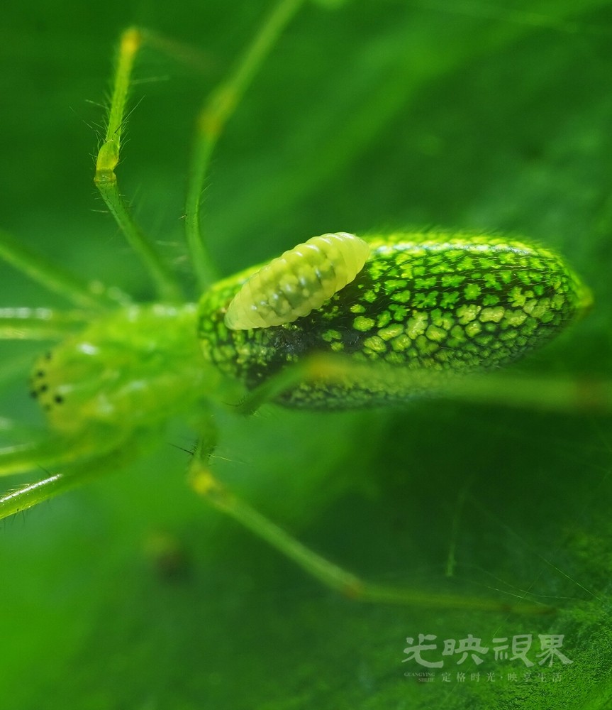 DXA08993.JPG