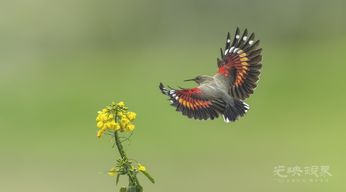 DSC_0867红翅旋壁雀.jpg