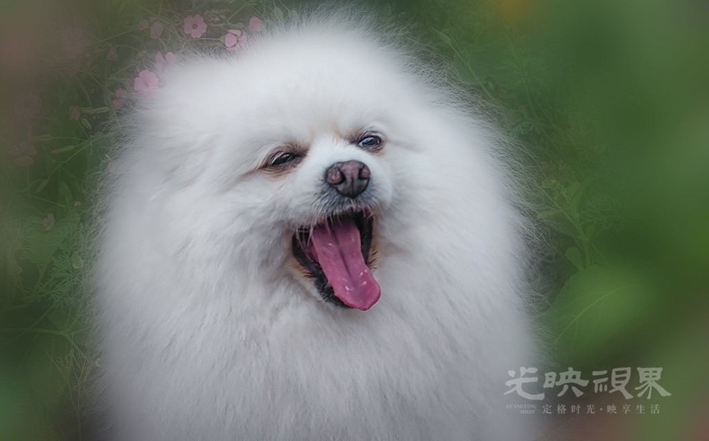 会笑的豆丁  毛茸茸的小毛球，把快乐写在脸上。小图.jpg