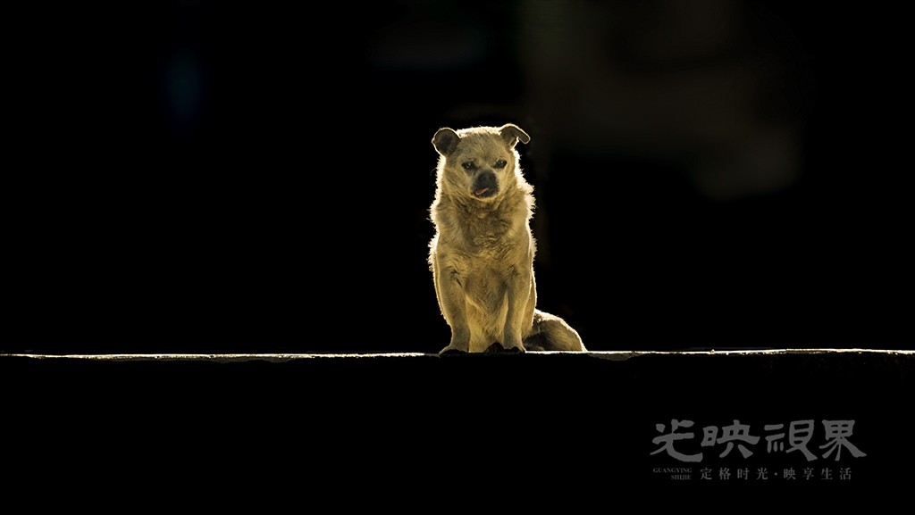 狗小图.jpg