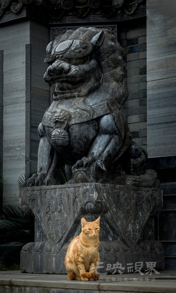 庇护.jpg