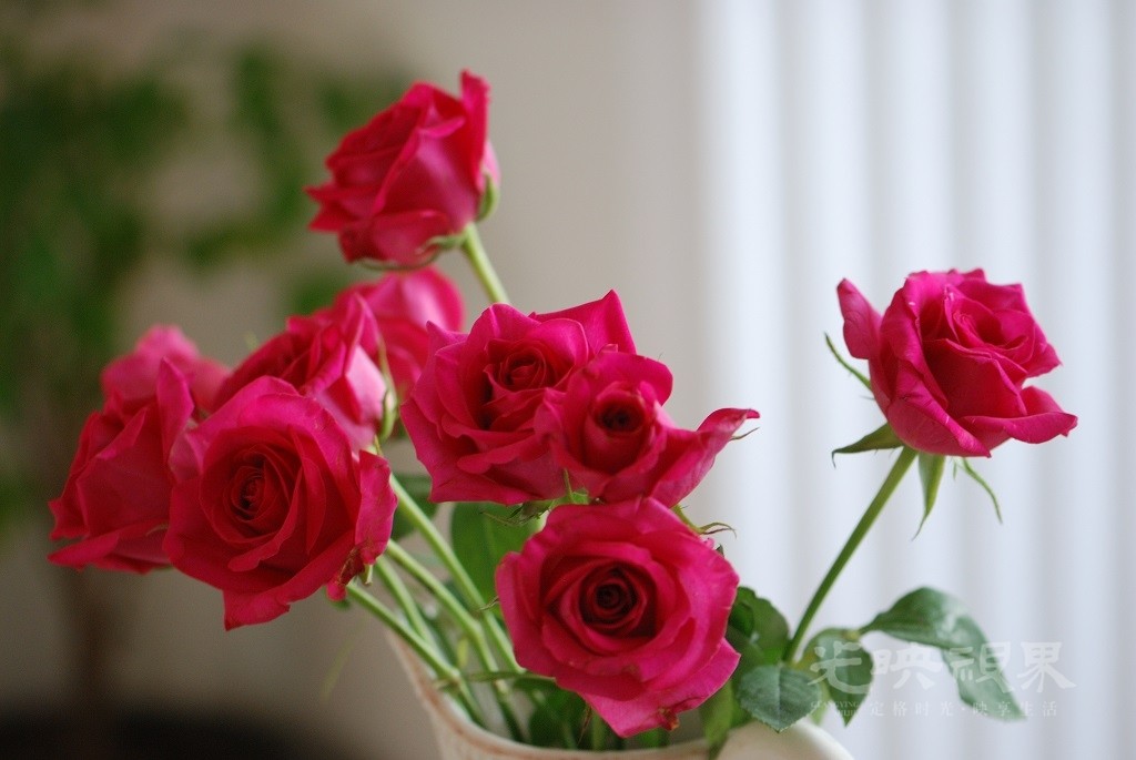 DSC_1310.JPG