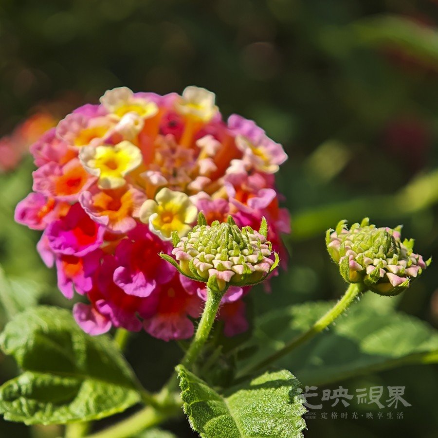 马缨丹02900.jpg