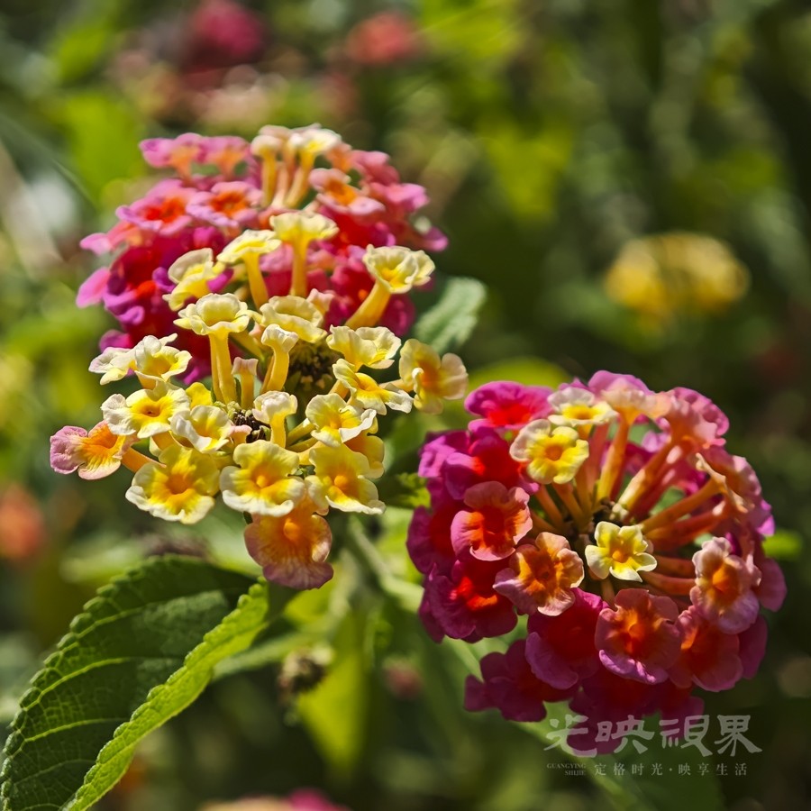 马缨丹04900.jpg