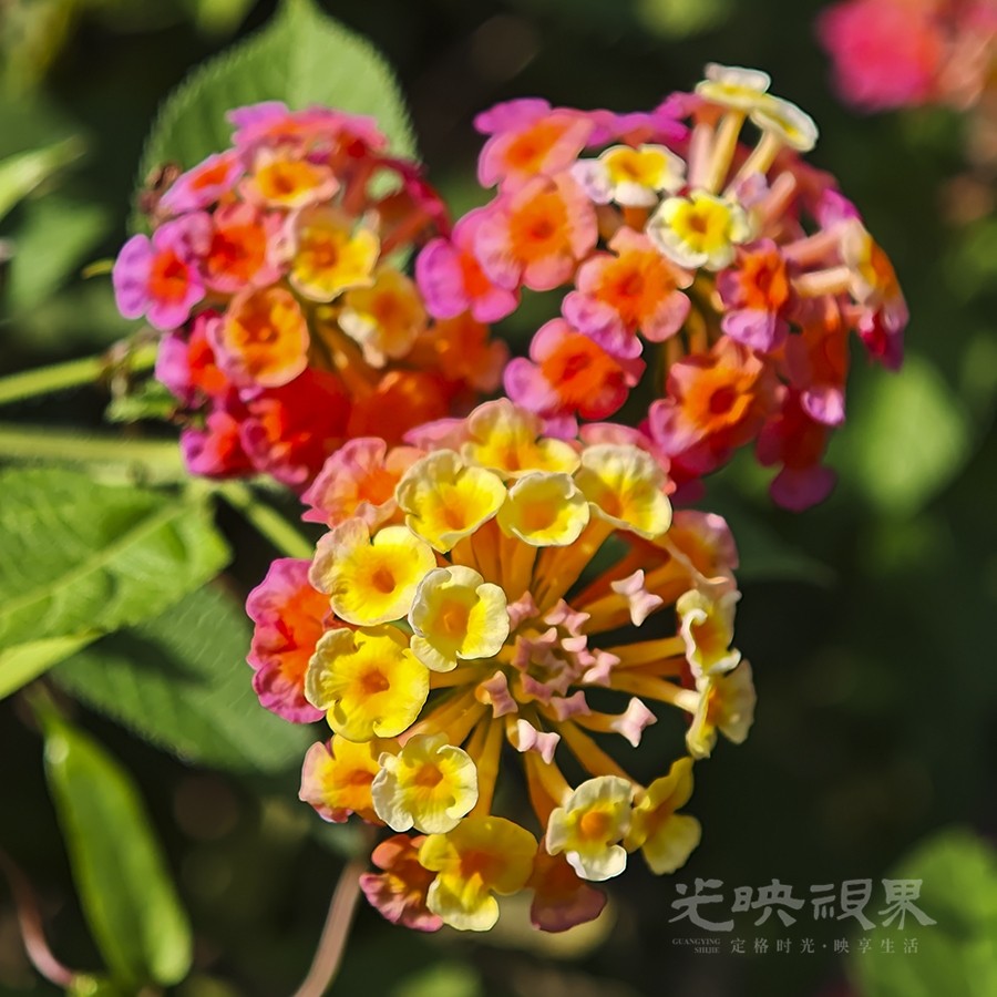 马缨丹06900.jpg