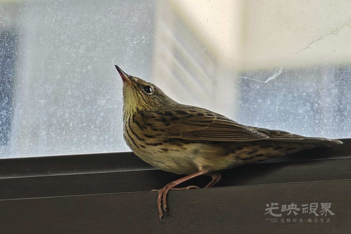 不速之客021200.jpg
