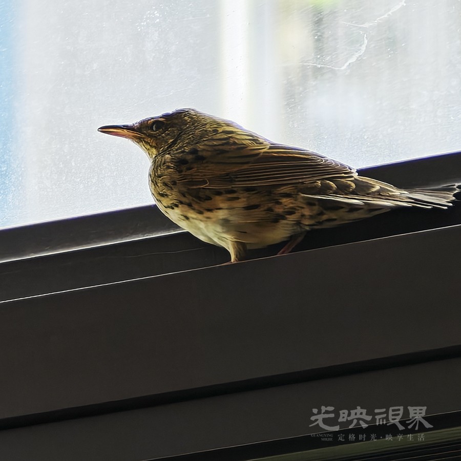 不速之客03900.jpg