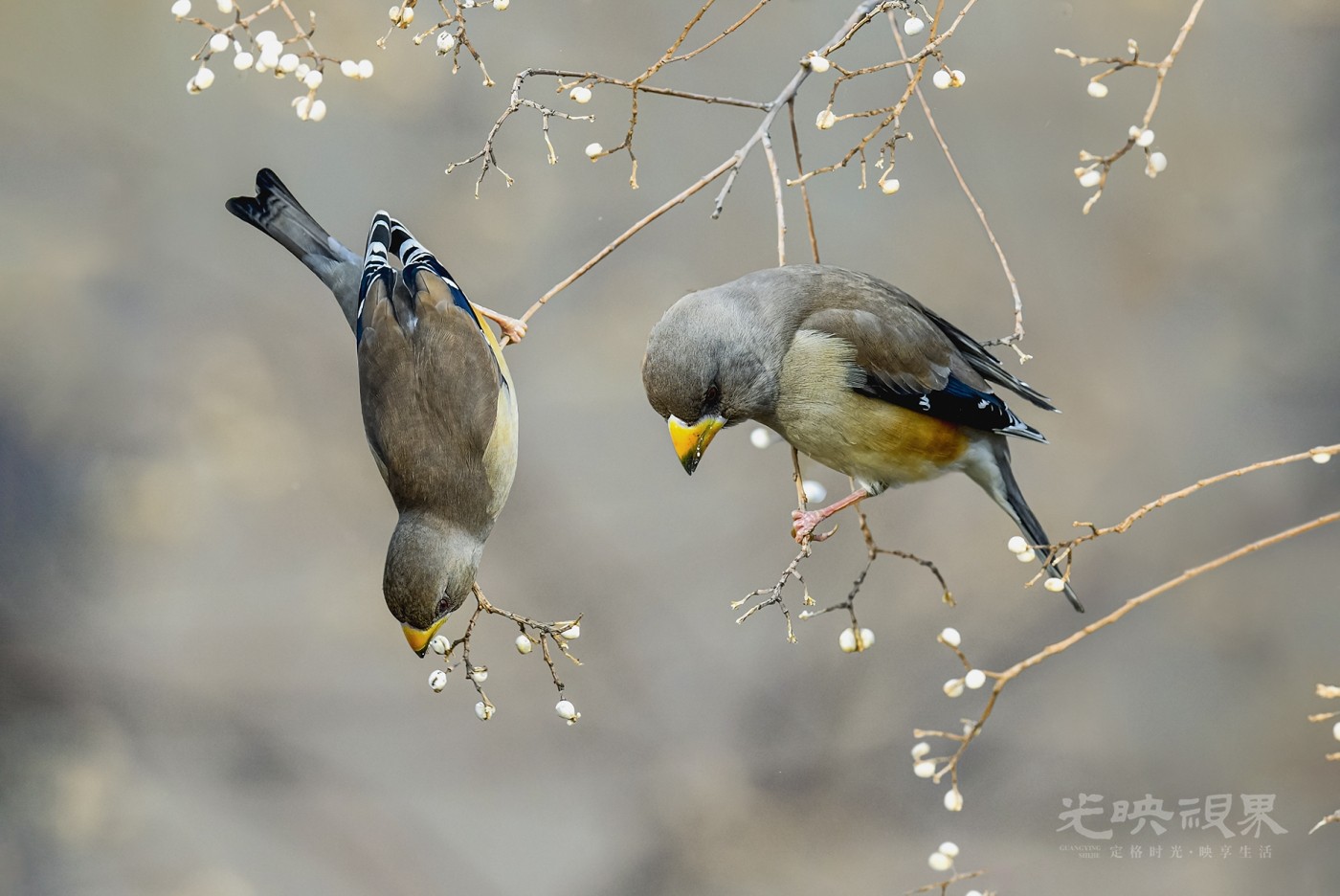 DSC_3906-恢复的.jpg