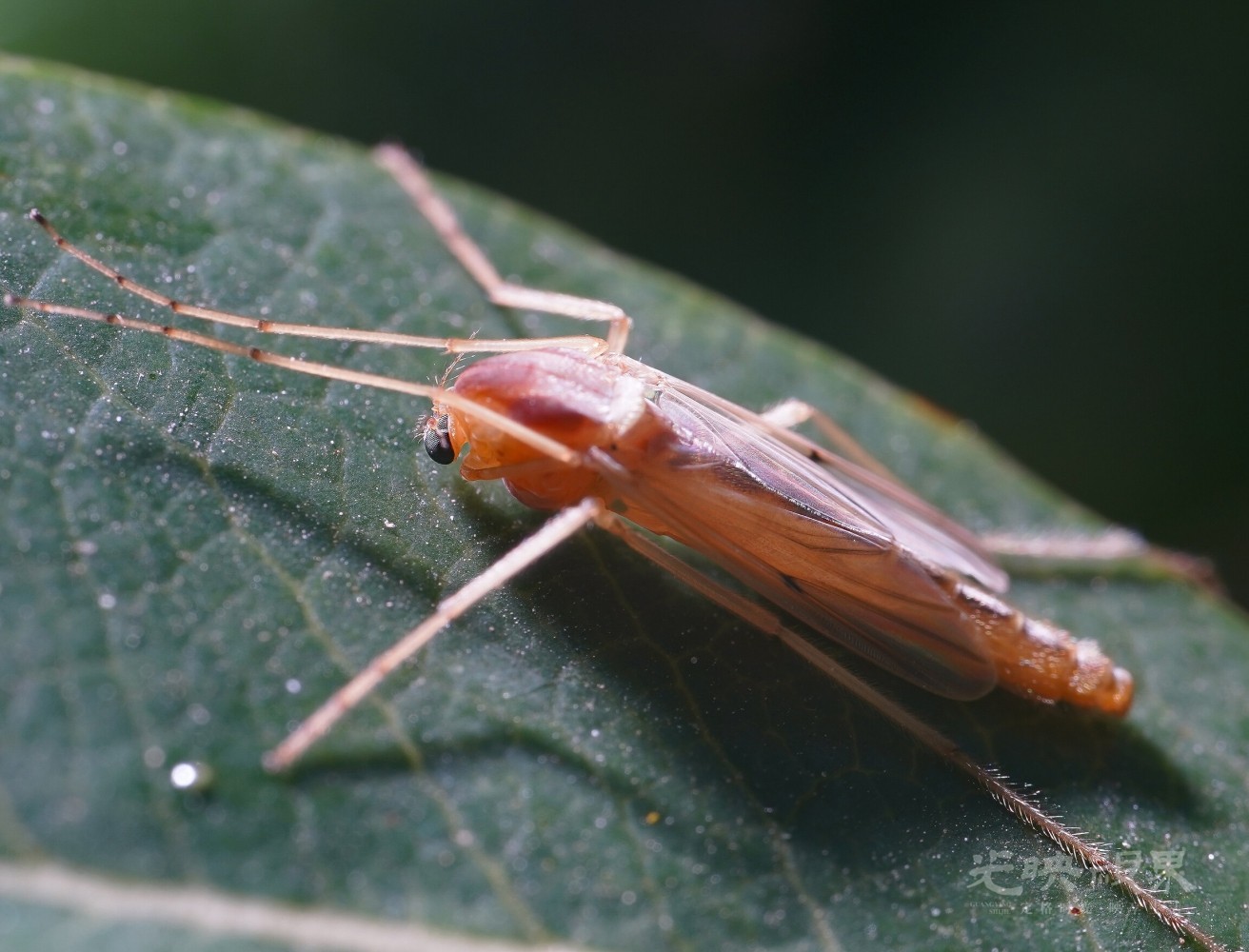 DXA09148.jpg