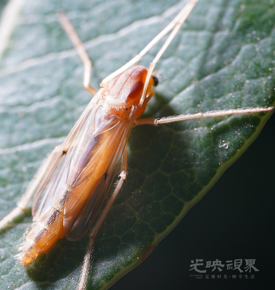 DXA09150.jpg