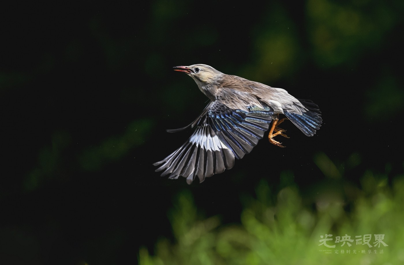 DSC_7248.jpg