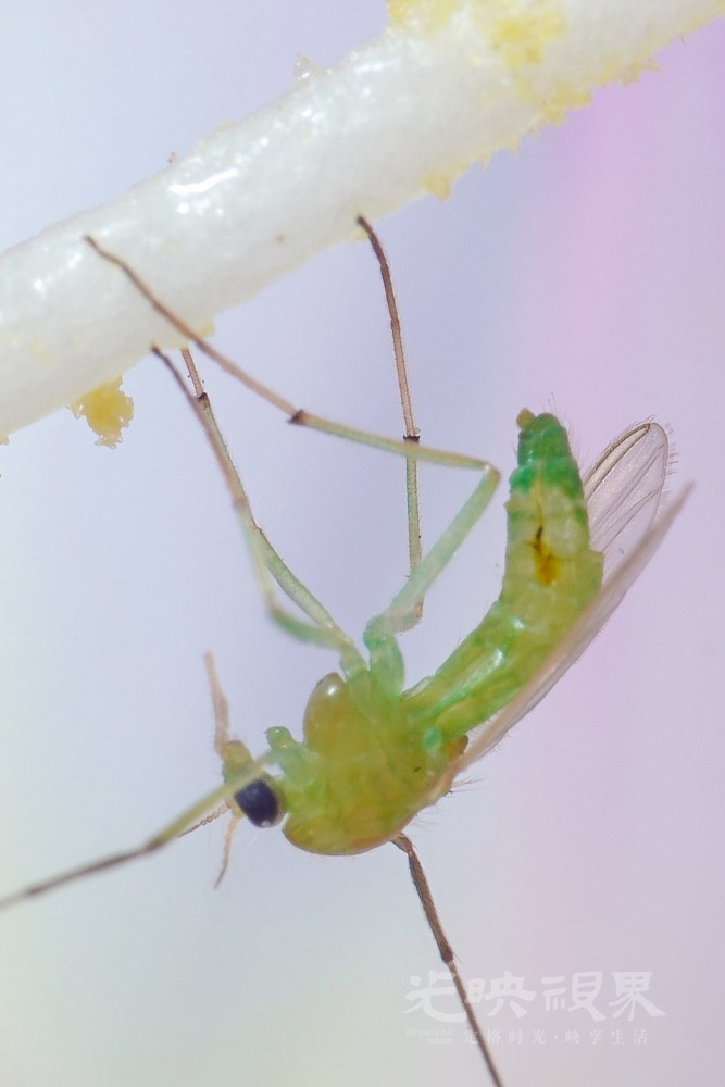 DXA09834.jpg