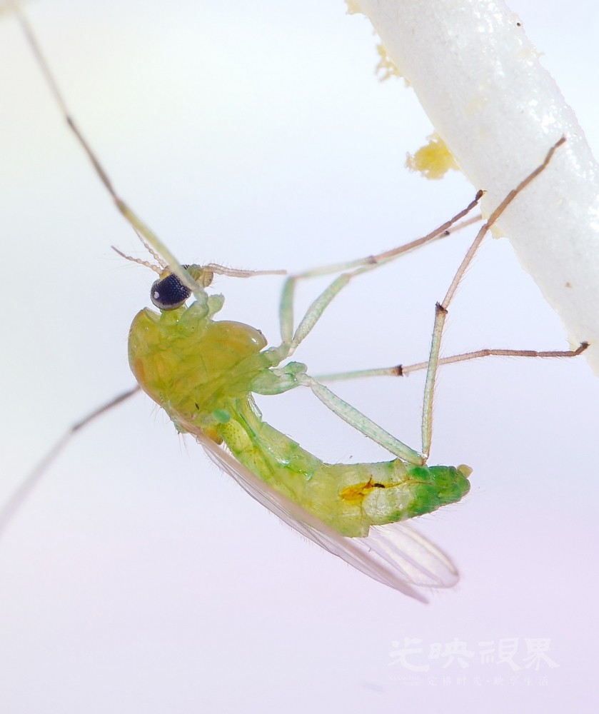 DXA09981.jpg