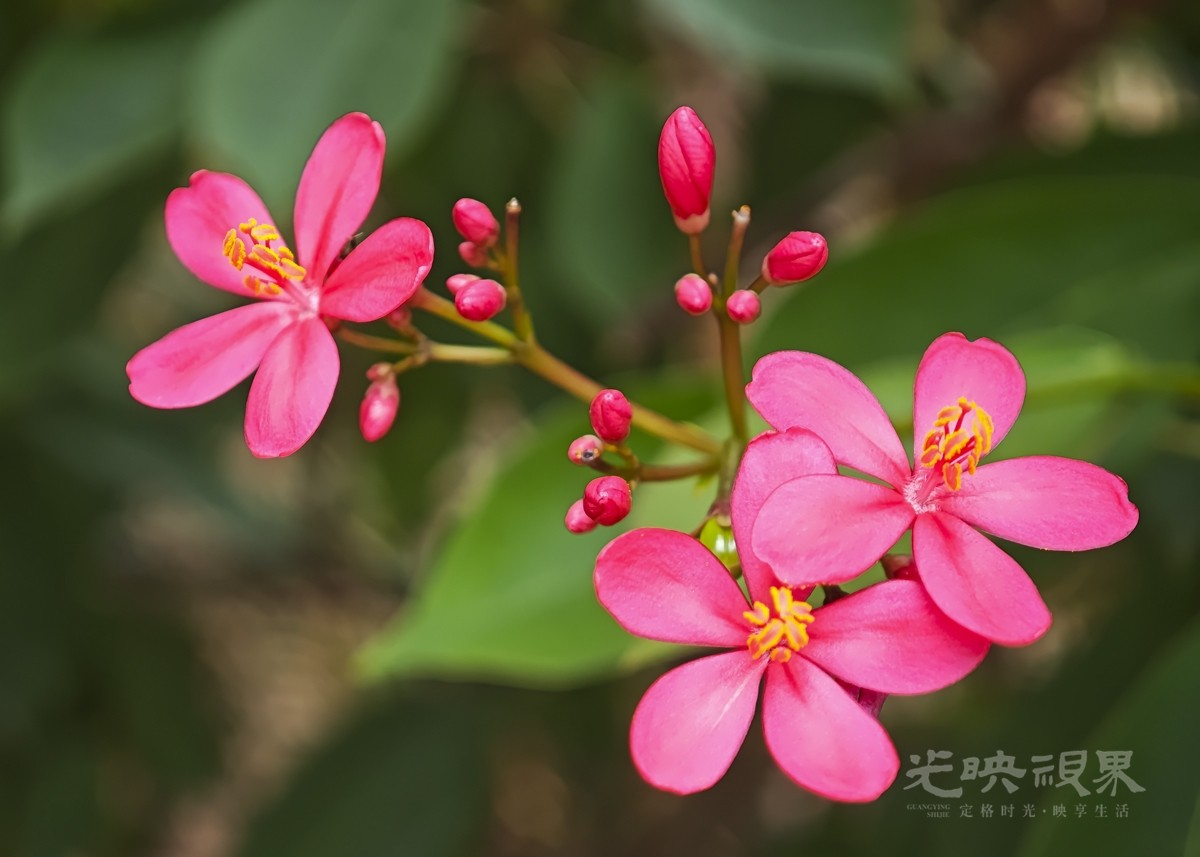 琴叶珊瑚011200.jpg