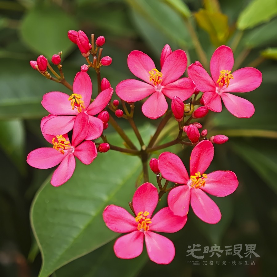 琴叶珊瑚02900.jpg