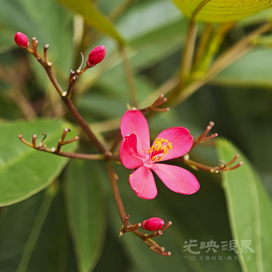 琴叶珊瑚05900.jpg