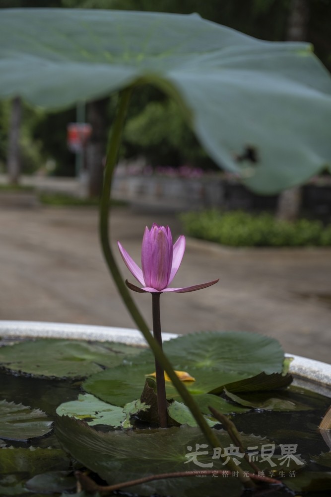 DSC_2795_1.JPG
