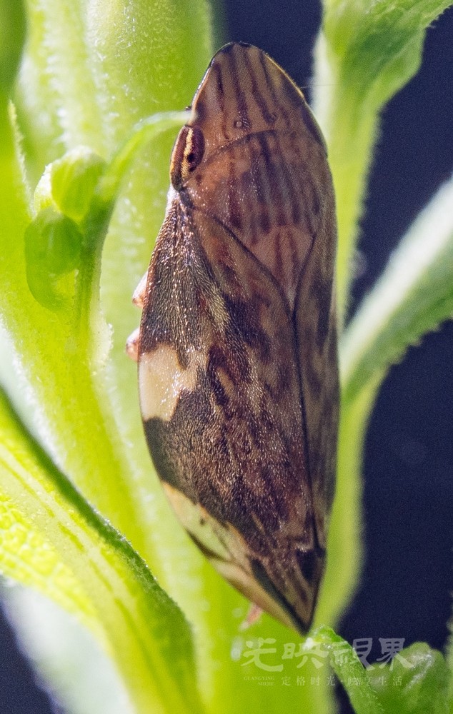 DXA06802.jpg