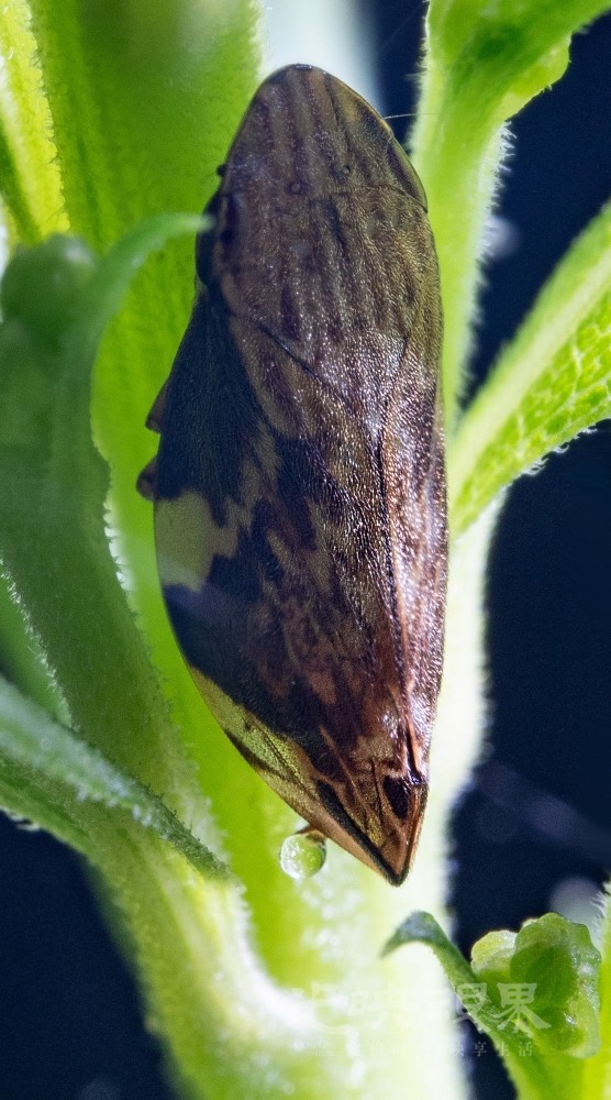 DXA06845.jpg