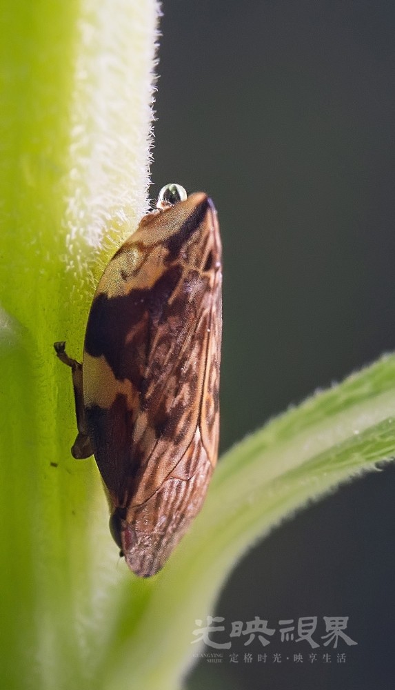 DXA08039.jpg