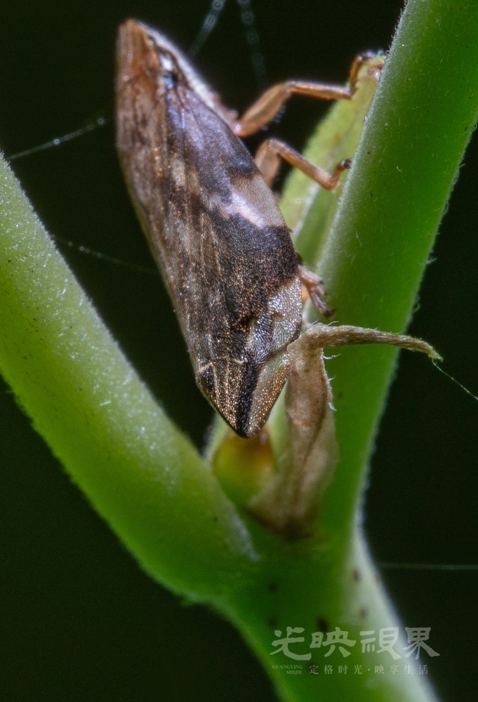 DXA08040.jpg