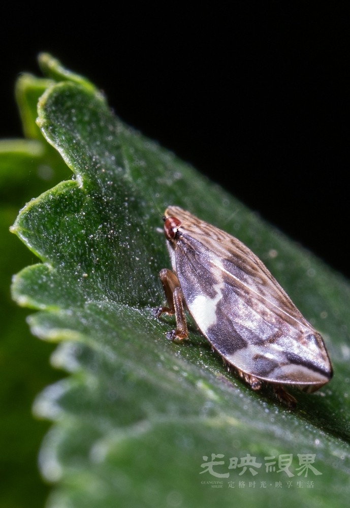 DXA08067.jpg