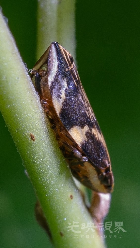 DXA08245.jpg