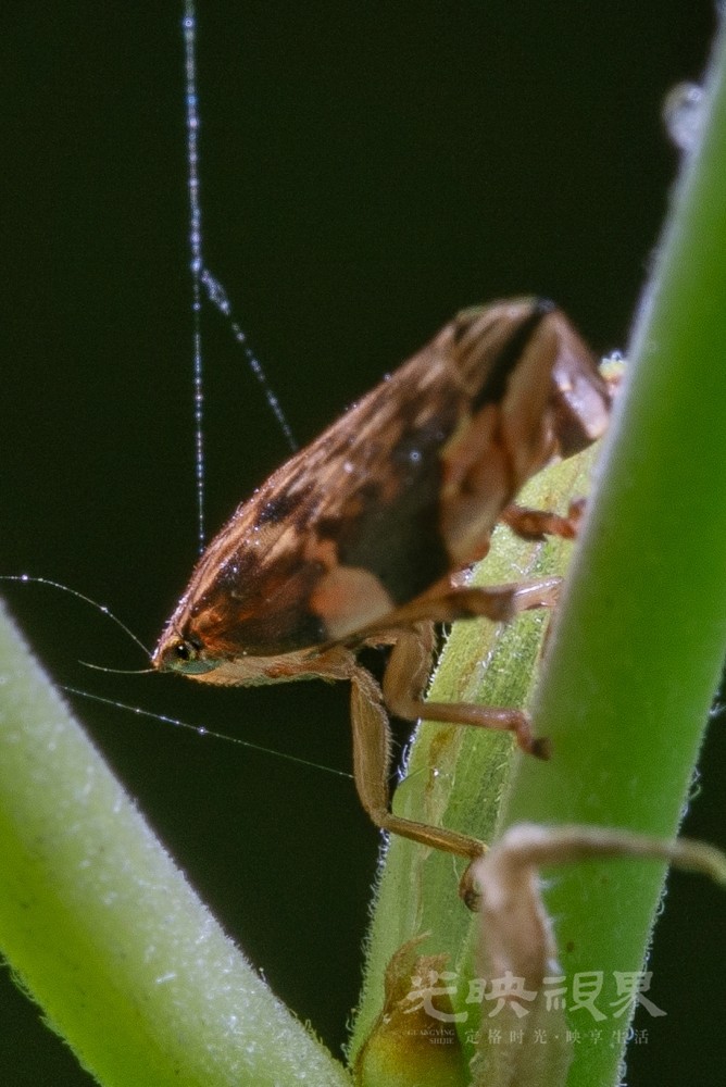 DXA08285.jpg
