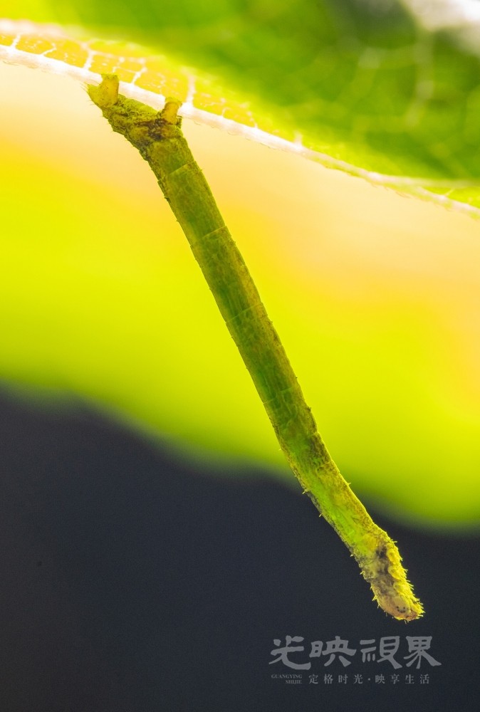 DXA06686.jpg