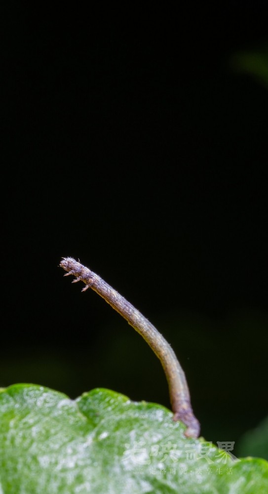 DXA08270.jpg