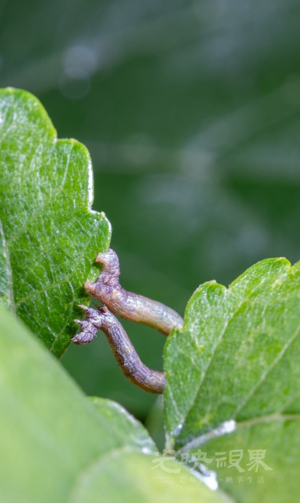 DXA08308.jpg