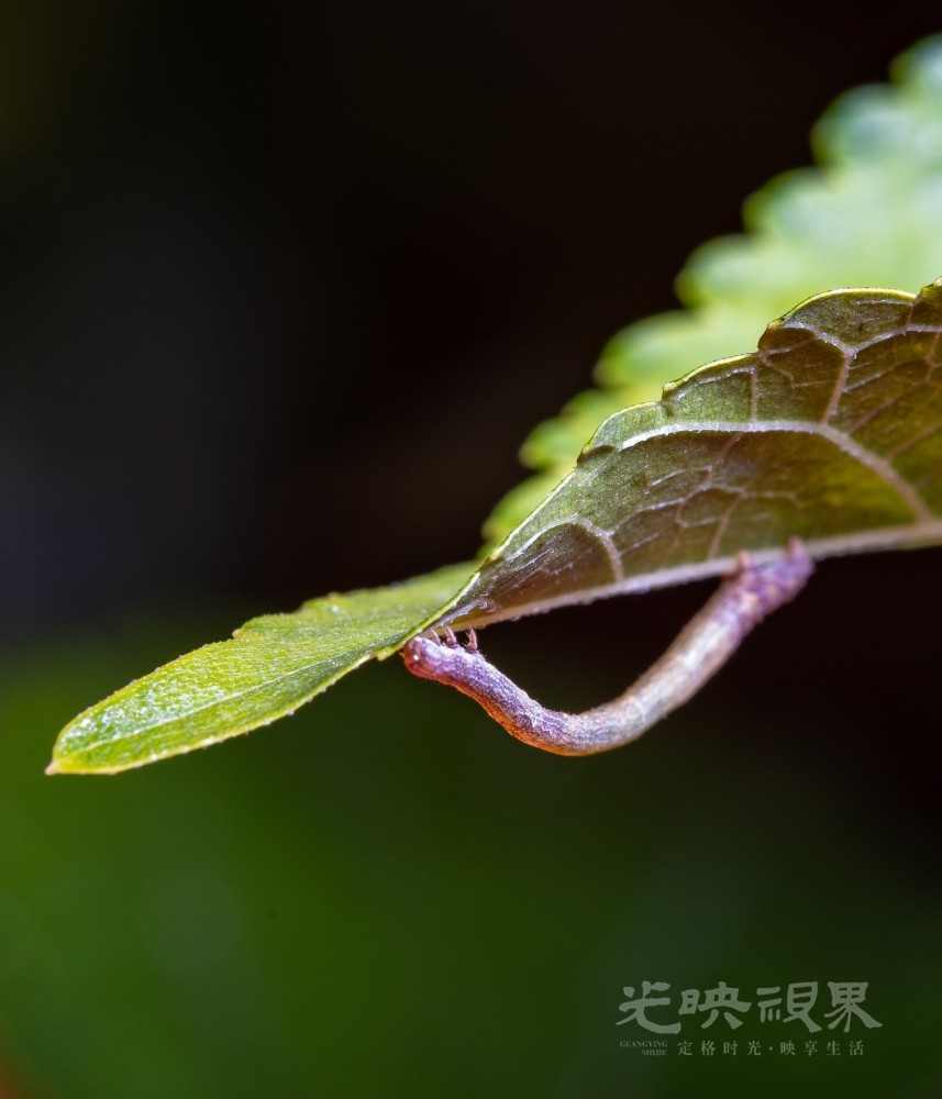 DXA08364.jpg