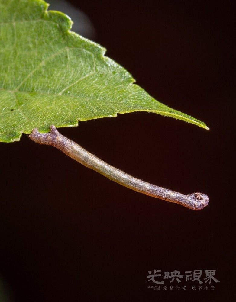 DXA08385.jpg
