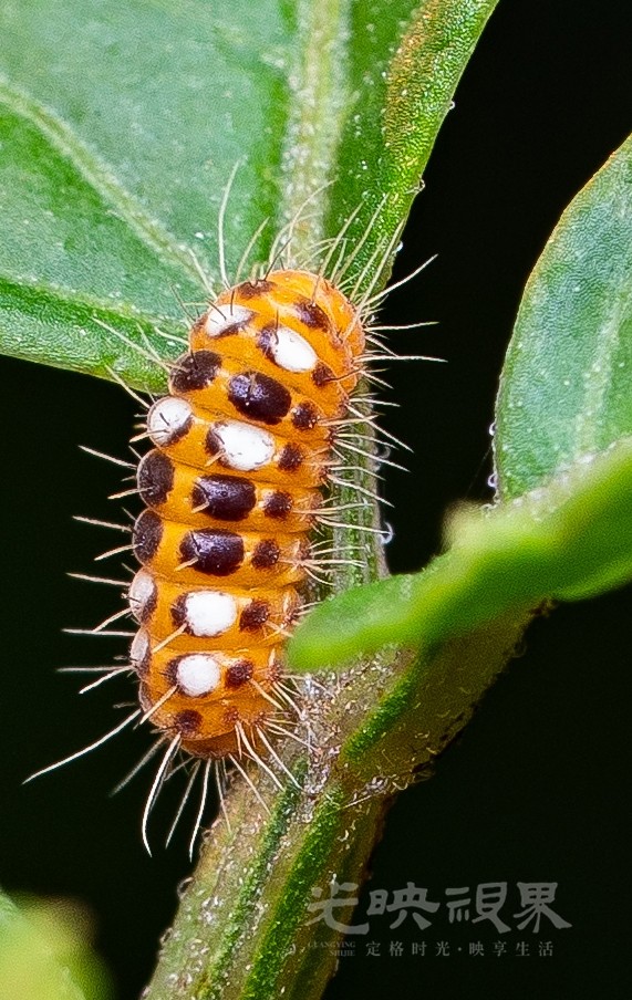 DXA02297.jpg