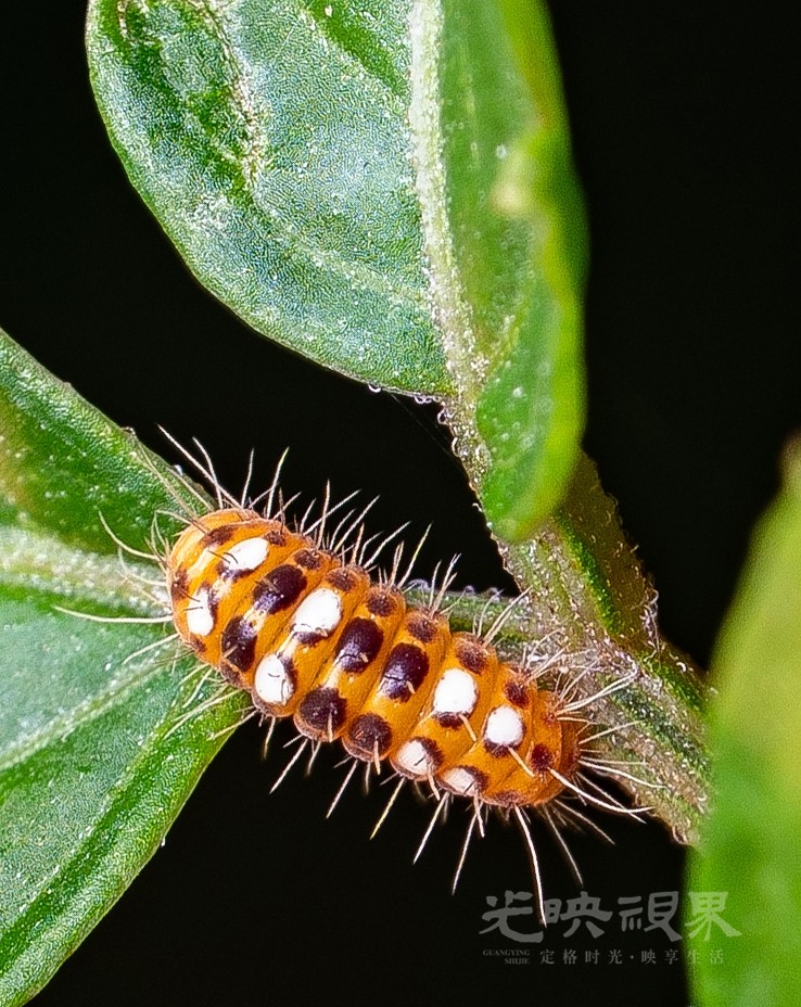 DXA02287.jpg