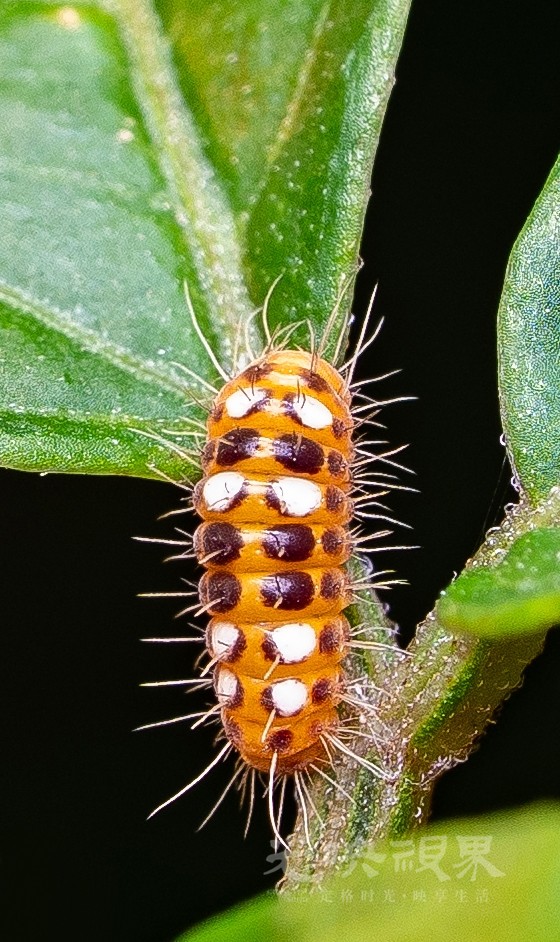 DXA02286.jpg