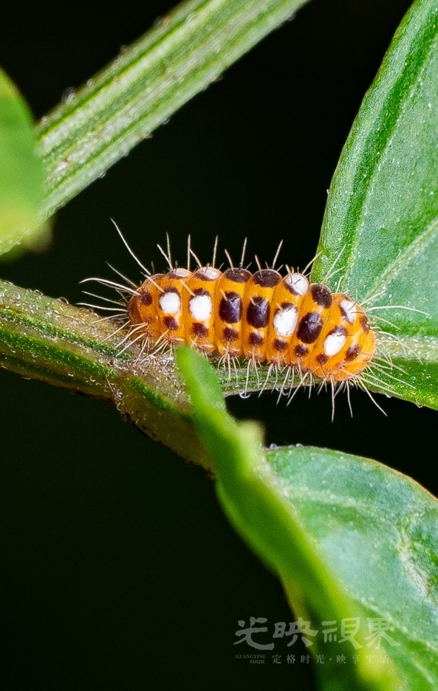 DXA02301.jpg