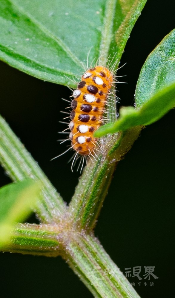DXA02304.jpg