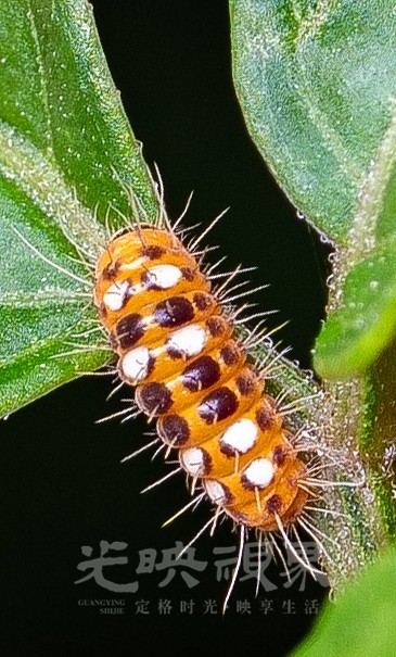 DXA02306.jpg