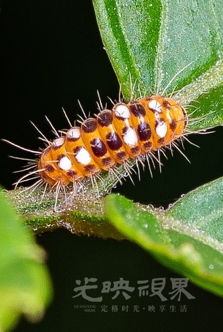 DXA02307.jpg