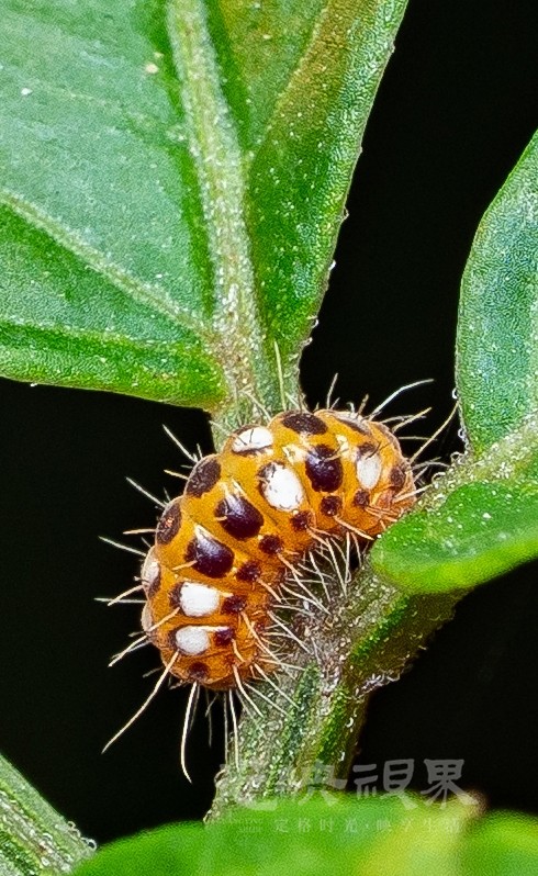 DXA02318.jpg