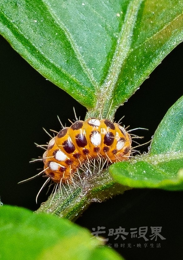 DXA02317.jpg