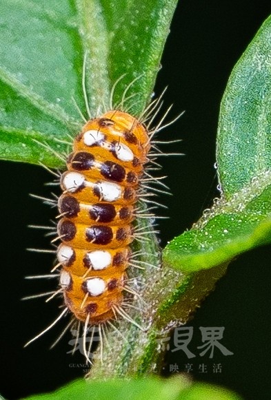 DXA02311.jpg